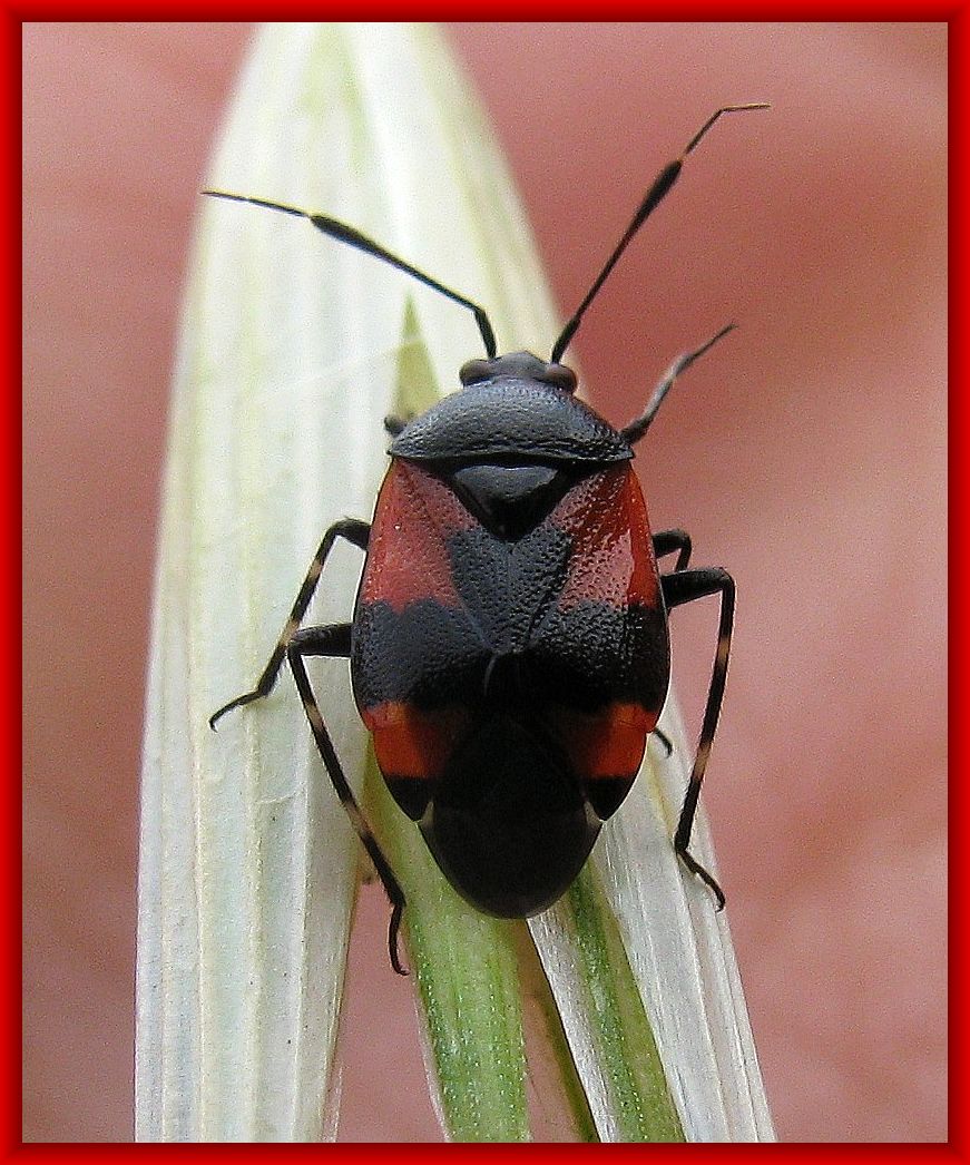 Deraeocoris rutilus f. bellicosus di Istanbul